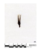 藏品(南亞曲柄苔)的圖片